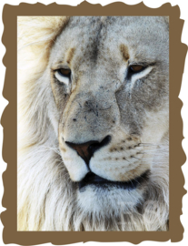 Strijkapplicatie leeuw | full colour