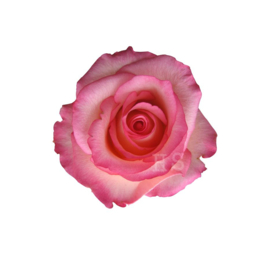 Strijkapplicatie roos rood klein | full colour