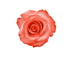 Strijkapplicatie roos oranje klein | full colour
