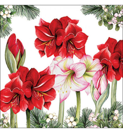 Blooming amaryllis white nr.61