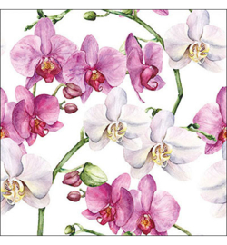 Elegant orchids white nr18