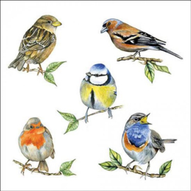 Vogels
