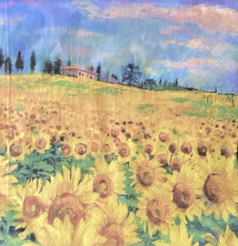 Zonnebloemen veld