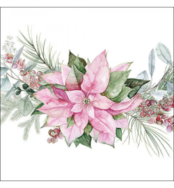 Pink poinsettia nr,23