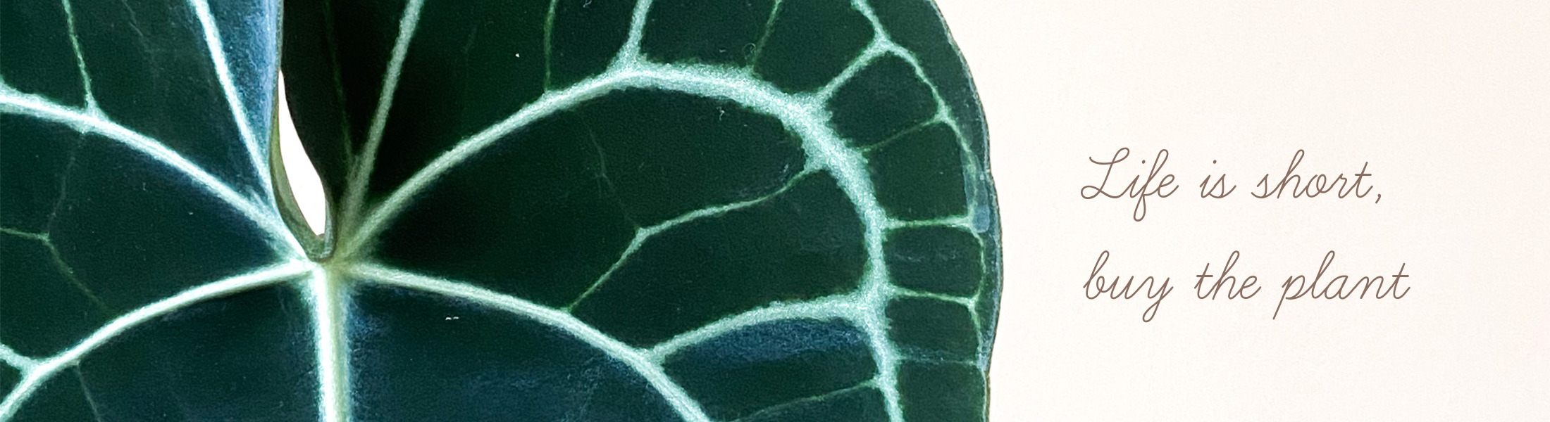 anthurium leaf