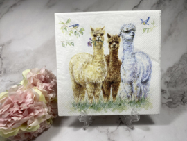 Ambiente 3x alpaca servet nr H96