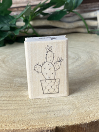 Stempel cactus