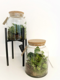 Plant terrarium L