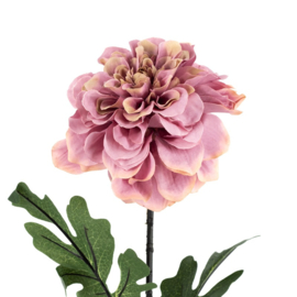 Dahlia | roze
