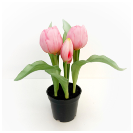 Tulpen | plant