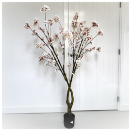 Bloesem boom | champagne 170 cm