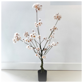 Bloesem boom| champagne 90 cm