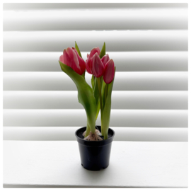 Potje tulpen