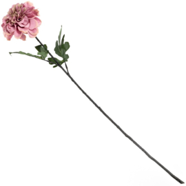 Dahlia | roze