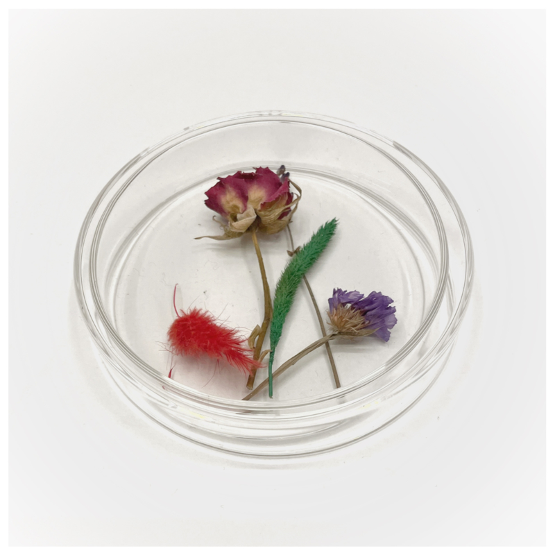 Petrischaaltje met droogbloemen