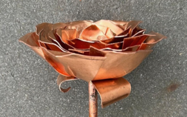 Roos van Koper (26,5x9,8cm)