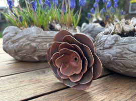 Roos van Koper 26,5x9,5