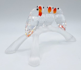 Dwergpapegaaien 7621/000/005