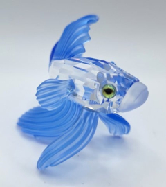 Siamese vechtvis blauw 7644/000/005