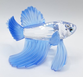 Siamese vechtvis blauw 7644/000/005