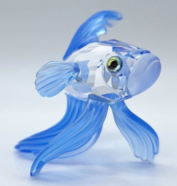 Siamese vechtvis blauw 7644/000/005