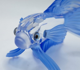 Siamese vechtvis blauw 7644/000/005