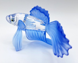 Siamese vechtvis blauw 7644/000/005