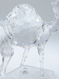 Dromedaris 7603/000/004