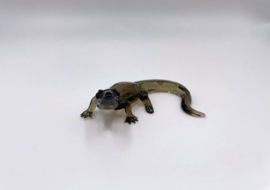 SCS baby krokodil 5135898