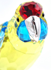 Geelbuik Rosella 9600/000/085