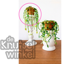 DHZ-pakket medium kralenplant M1 - LIMITED EDITION