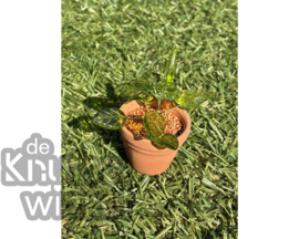 Add on | Supplement voor kamerplant