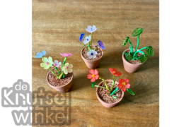 Workshop Prachtige Plantjes - 21 oktober 13:00 - HERFSTvakantie special voor (groot)ouders & kids