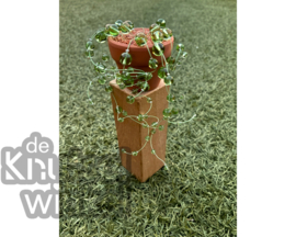 DHZ-pakket erwtenplantje zilverkleurige afwerking - 1 stuk
