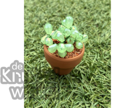 Add on | Supplement voor vetplant