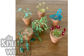 Workshop Prachtige Plantjes - 21 oktober 13:00 - HERFSTvakantie special voor (groot)ouders & kids