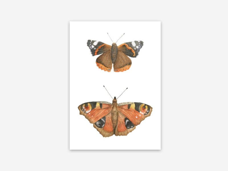 Ansichtkaart vlinders