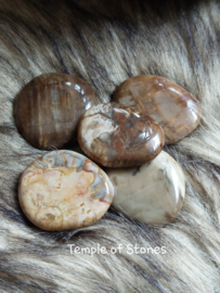Versteend hout zaksteen  / oplegsteen / schijf