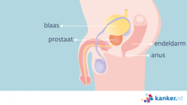 Afbeelding Organen in het kleine bekken (man)