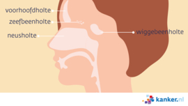 Afbeelding De neusholte en neusbijholtes gezien vanaf de zijkant