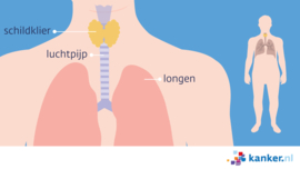 Afbeelding De schildklier