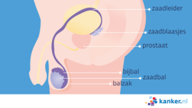 Afbeelding De zaadbal en omliggende organen