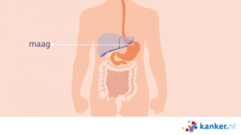Afbeelding De ligging van de maag in de buik