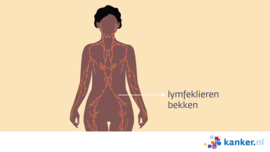 Afbeelding Lymfeklieren in het bekken