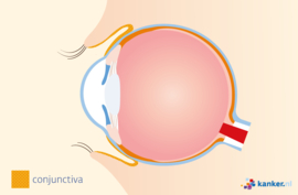 Afbeelding Het oogslijmvlies (conjunctiva)