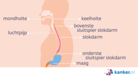 Afbeelding De spieren van de slokdarm