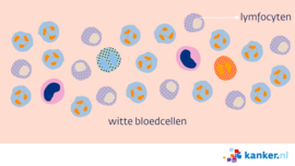 Afbeelding Witte bloedcellen en lymfocyten