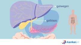 Afbeelding Galblaas en galwegen