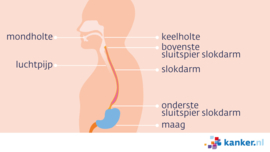 Afbeelding De spieren van de slokdarm