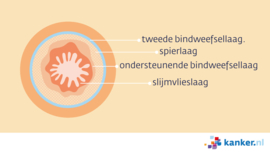 Afbeelding Dwarsdoorsnede van de slokdarm